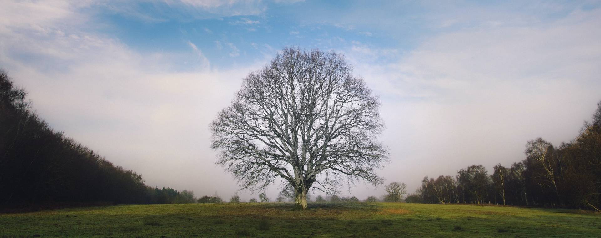 Why do I need a family tree for a Statutory Will?