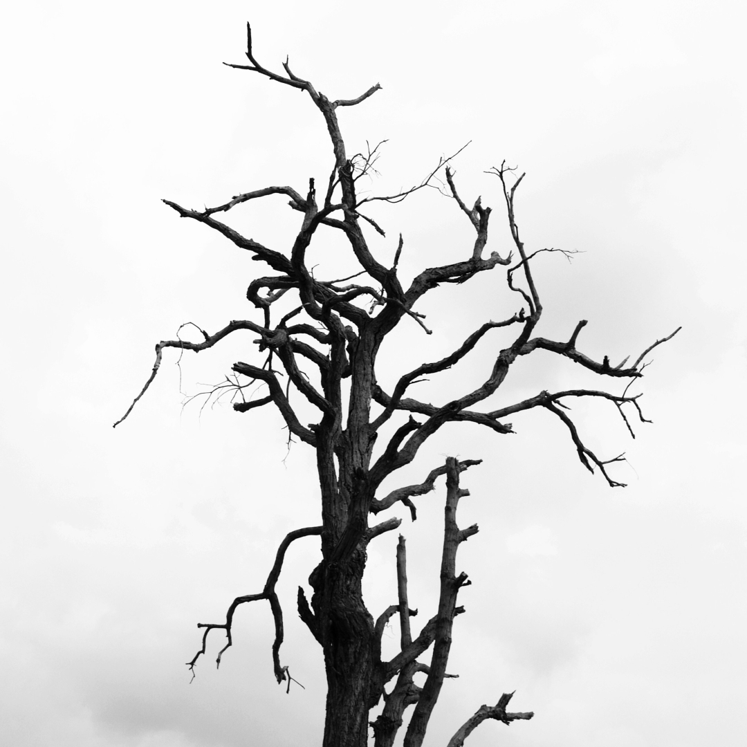 Who do you think you are, find out with family trees