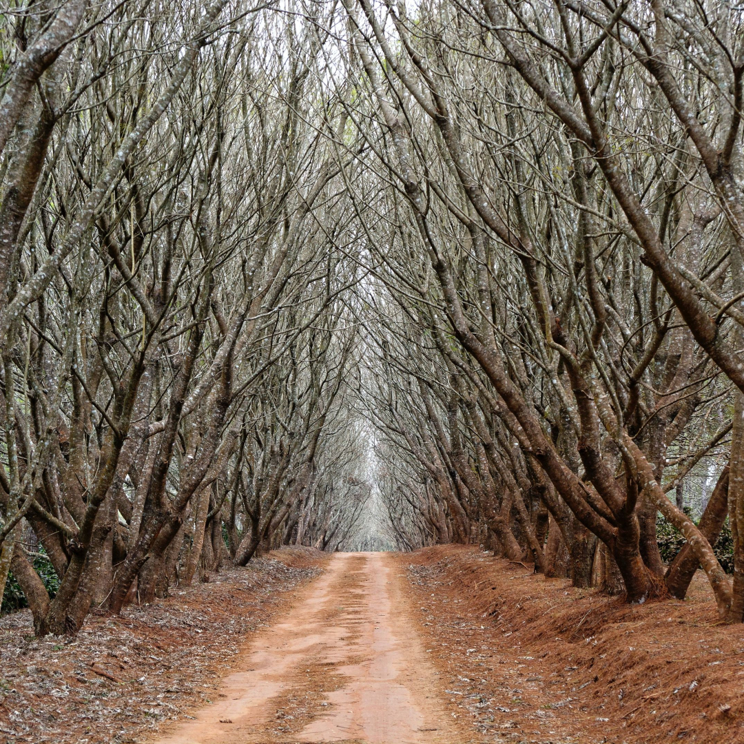 Things to be wary of when you create your family tree