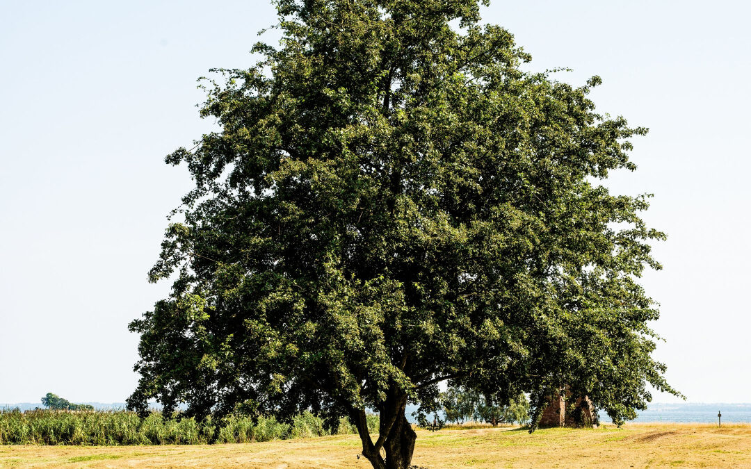 Family Tree Researchers