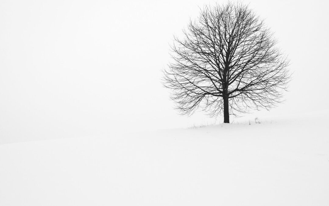 The Difference Between Professional and Hobbyist Genealogists